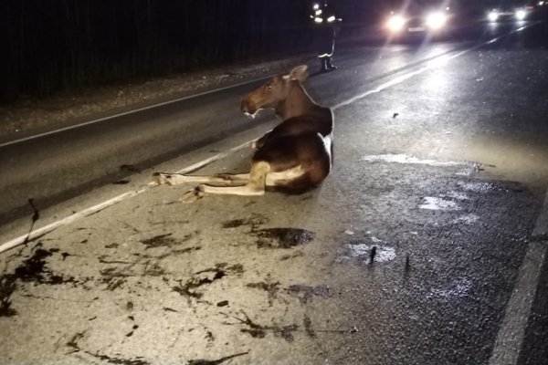 На объездной Човью сбили лосиху