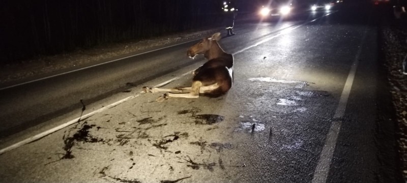 На объездной Човью сбили лосиху