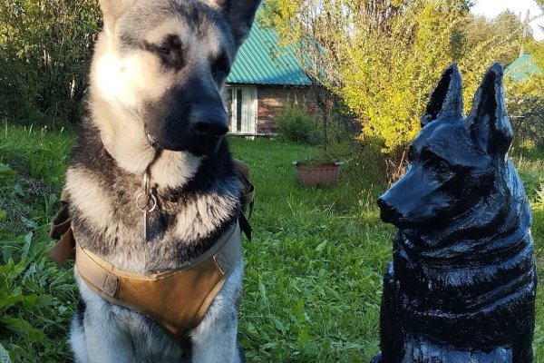 В Сысольском районе установили памятник псу-герою Сармату 