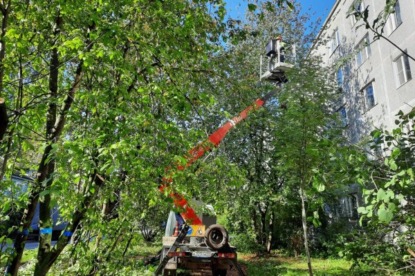 Сыктывкарцев просят сообщать об аварийных деревьях