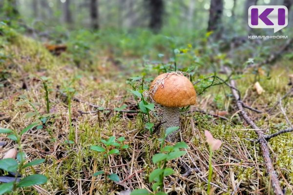 В Коми в разгаре сезон подосиновиков 