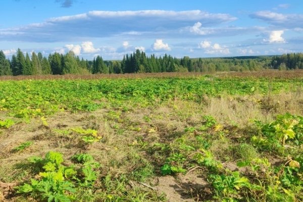 Житель Сыктывдинского района скосил борщевик после предостережения

