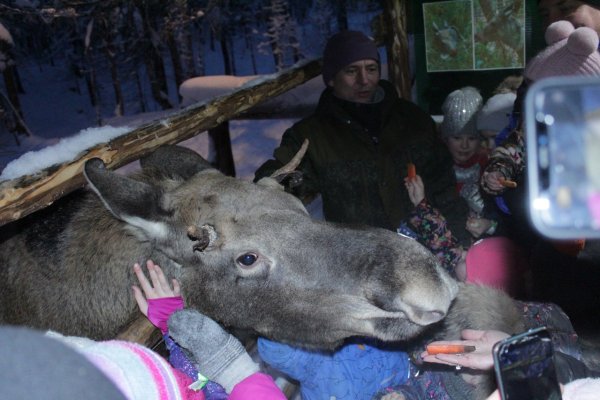 Сбежавшего из Финно-угорского этнопарка лося видели в местечке Чулиб села Ыб