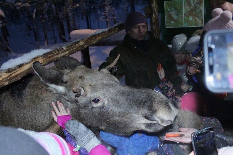 Сбежавшего из Финно-угорского этнопарка лося видели в местечке Чулиб села Ыб