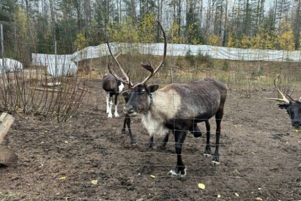 Оленятки – в порядке: общественники по сигналу сыктывкарцев проверили оленей на 