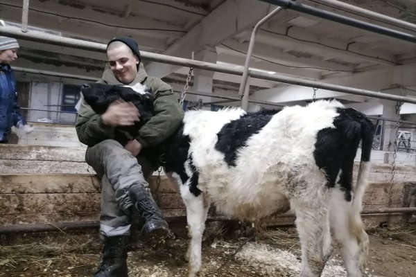 Спасенным вуктыльским буренкам нашли нового хозяина