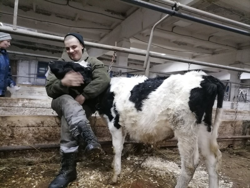 Спасенным вуктыльским буренкам нашли нового хозяина