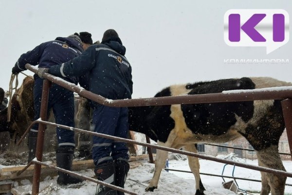 Еще 20 буренок помогли отправить 