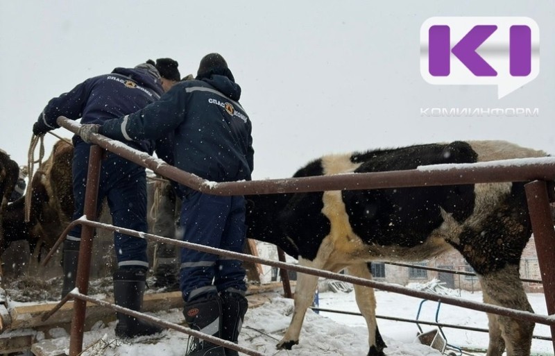 Еще 20 буренок помогли отправить "Спас-Коми" из Вуктыла в Княжпогостский район