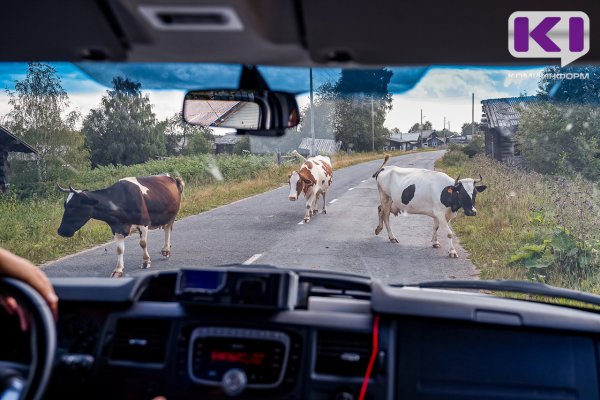 В Прилузье хозяин быка заплатит материальный ущерб за поврежденное животным авто