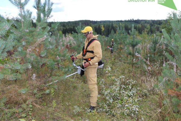 Коми лесопожарный центр выполнил лесохозяйственные работы в рамках госзадания

