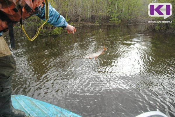 Житель Печоры, незаконно выловивший свыше 60 кг хариуса, осужден к обязательным работам