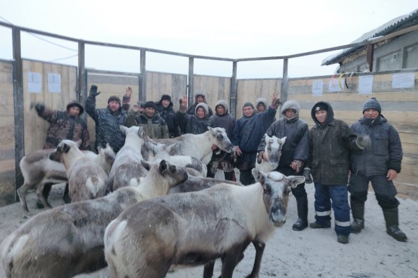 В Воркуте впервые оленеводы-частники не увели стада на убой в соседний регион

