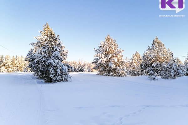 В Троицко-Печорском районе заменят неприглядную новогоднюю ель