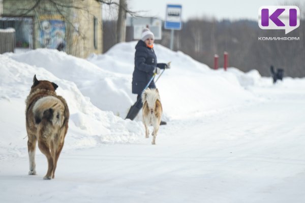 В Княжпогостском районе пройдет отлов бездомных животных