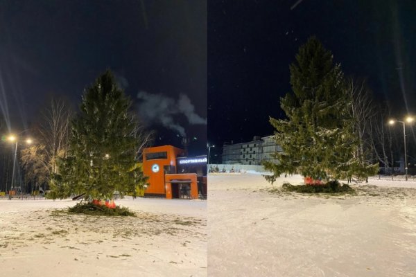 Новогоднюю ель для Выльгорта заготовили на частной территории 