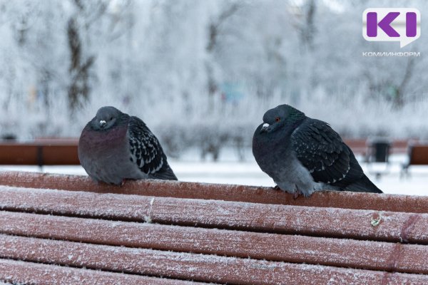 Погода в Коми 11 января: местами метель, ночью в отдельных районах -36...-41С