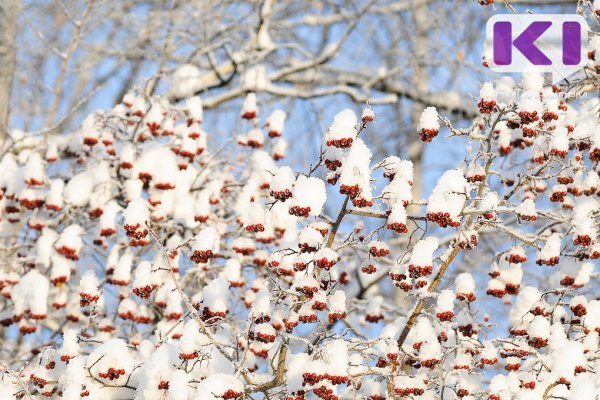 Погода в Коми 12 января: ветер, местами гололед, -24...-26°С