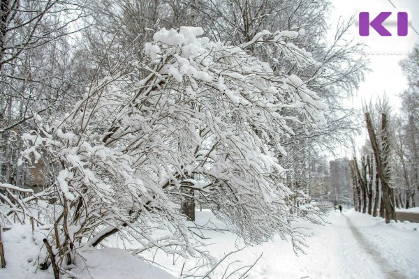 Погода в Коми 17 января: ветер, метель, -10...-12°С