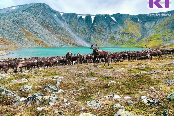 Оленеводческим хозяйствам на границе с НАО угрожает бешенство 