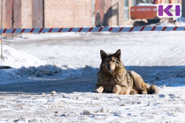 В Ухте стая бездомных собак напала на девочку-подростка