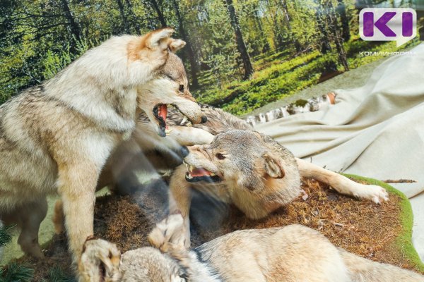 В Коми за неделю добыли пять волков 