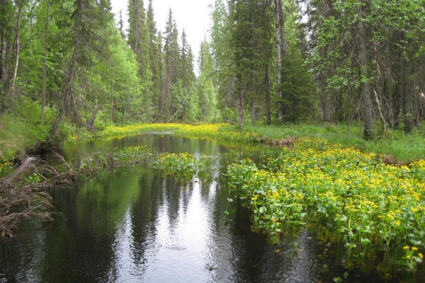 Ученые убедились в здоровье ихтиофауны в районе рудника 