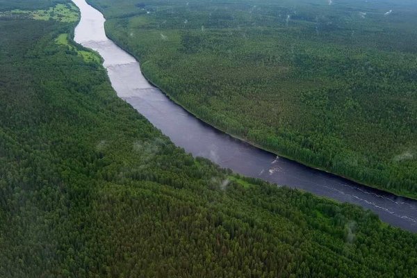 Ученые предложили заселить реку Вымь хариусом