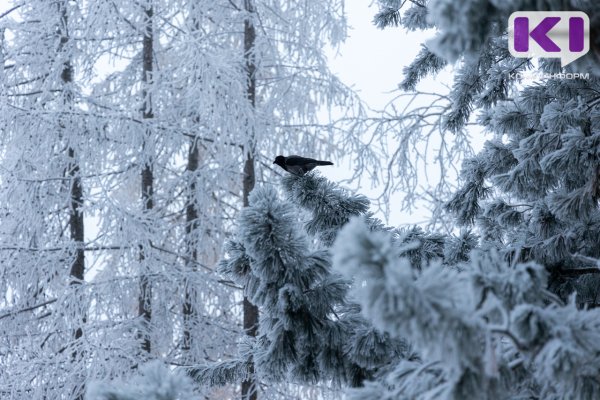 Погода в Коми 15 февраля: ночью морозы усилятся до -39...-41°C