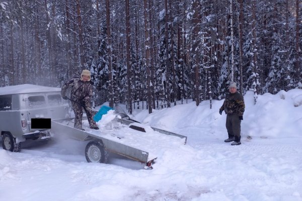 В Коми пересчитают лисьи тропы, а также волчьи, заячьи и другие