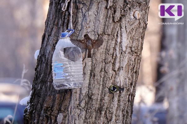 Погода в Коми 28 февраля: воздух прогреется до +2°С