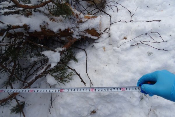 В Корткеросском районе во время заготовки древесины на мужчину упало дерево


