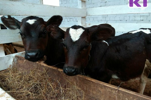 Три хозяйства из южных районов Коми лидируют по качеству кормов для буренок