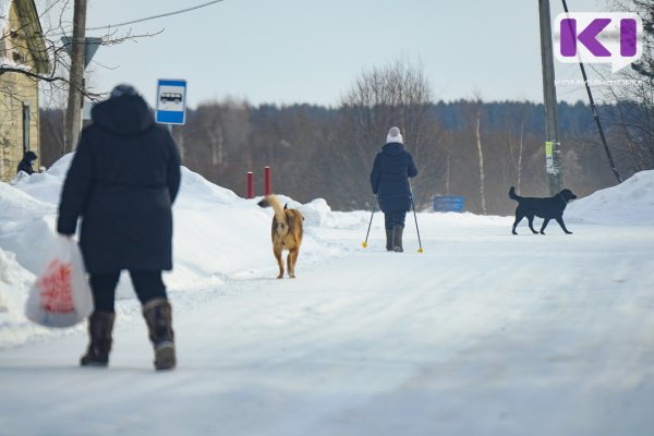 В Вуктыле догхантеры расправляются с бездомными собаками