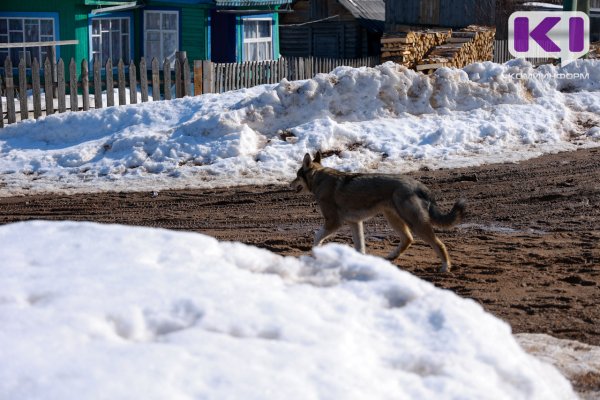 В Усинске женщина мешала отлову бездомных собак