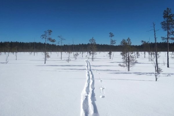 В нацпарке Койгородском впервые замечены американская норка и лесной хорь