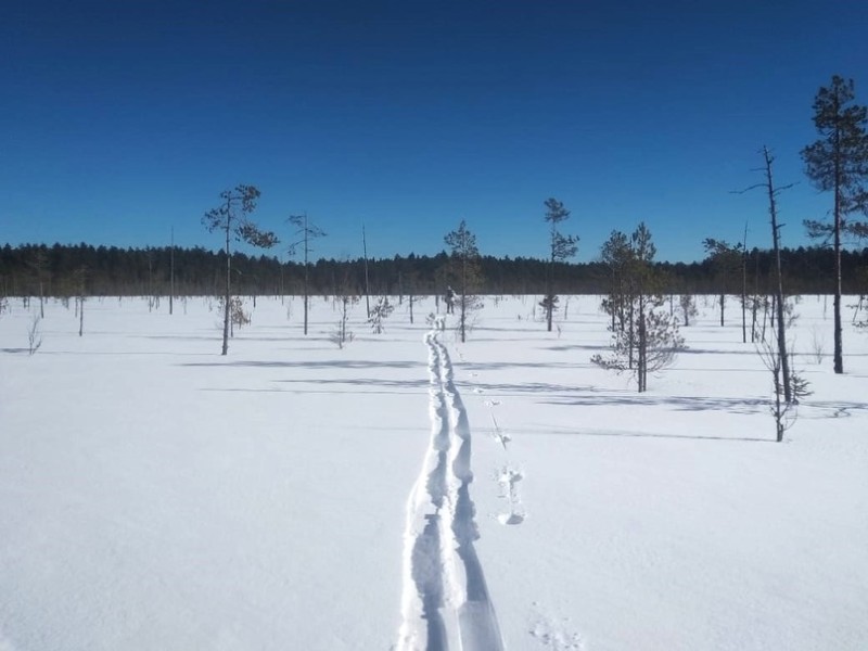 В нацпарке Койгородском впервые замечены американская норка и лесной хорь