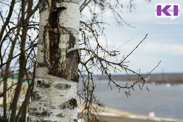 Погода в Коми 11 мая: мокрый снег, ветер,  +1...+6°С