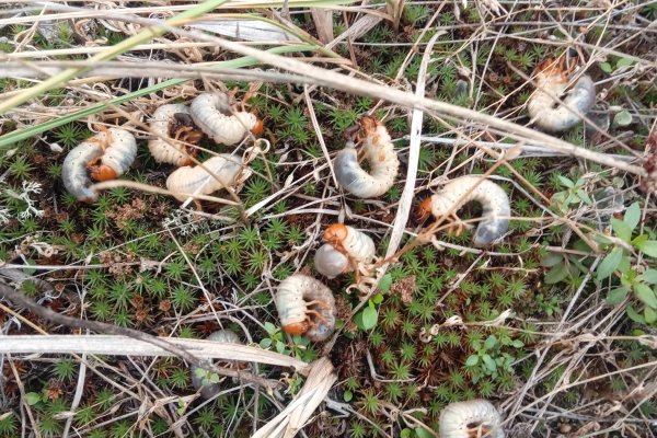 В Коми на начало года очаги болезней леса зафиксированы на площади почти 700 га