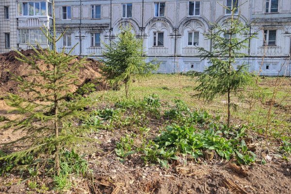 Взамен спиленных деревьев на Яблоневой аллее в Сыктывкаре высадят новые