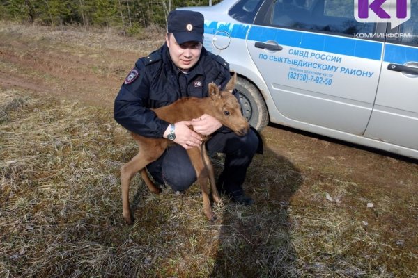 Участковый из Сыктывдина три километра нёс из леса на руках лосенка, потерявшего маму