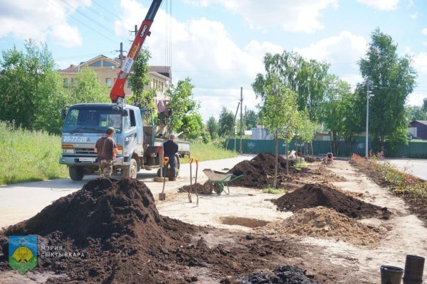 В Сыктывкаре продолжается посадка деревьев и кустарников
