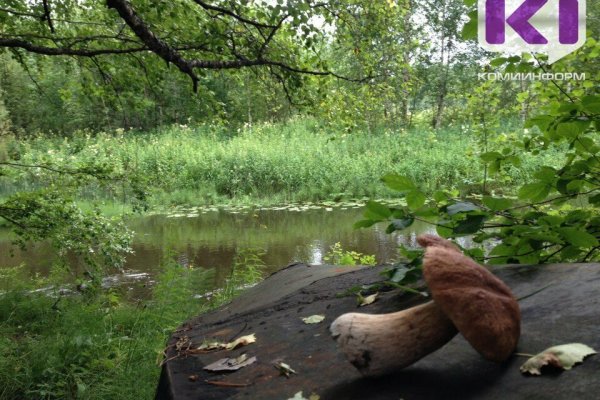 В лесах под Сыктывкаром растет количество 