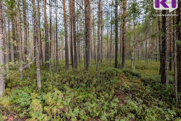 В Коми установлены карантинные фитосанитарные зоны по сибирскому шелкопряду