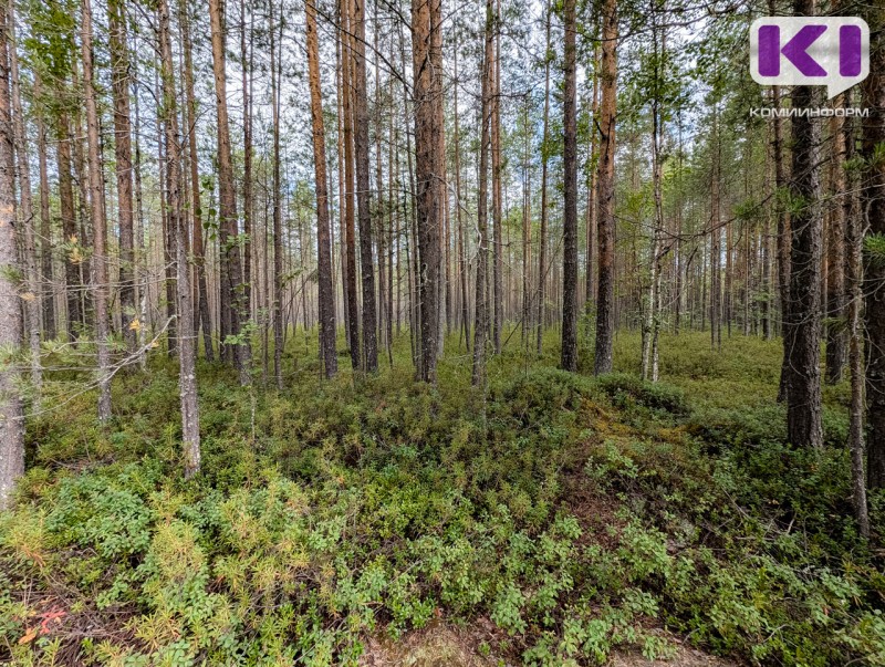 В Коми установлены карантинные фитосанитарные зоны по сибирскому шелкопряду