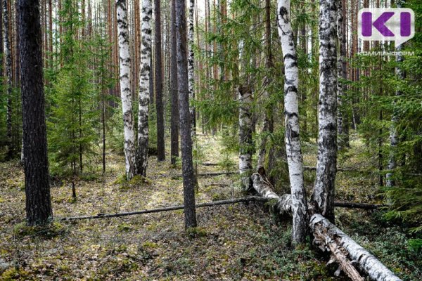 81 лесной участок в Коми 