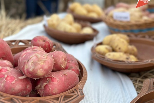 В Минсельхозе Коми начался приём заявок на получение субсидии на поддержку производства картофеля и овощей открытого грунта