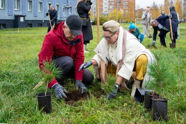 Студенты Ухтинского государственного университета высадили на городской Набережной более 300 кедров