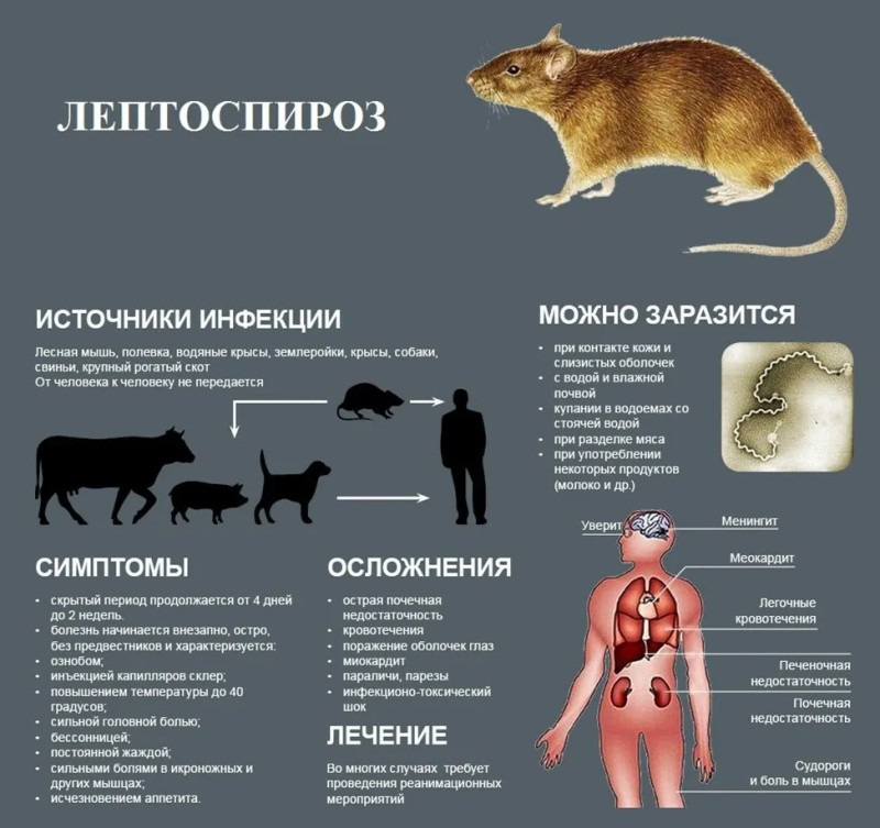 С января 2025 года в Коми начнется поголовная вакцинация крупного рогатого скота, овец, коз и лошадей против лептоспироза