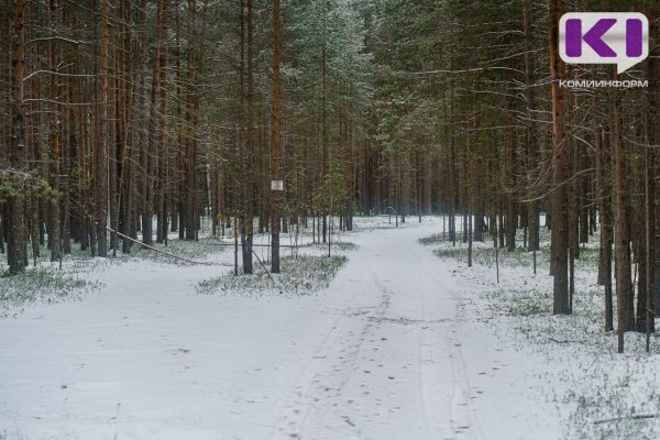 В Сосногорском районе в лесу заблудилась девушка